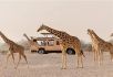 Sir Bani Yas Island  