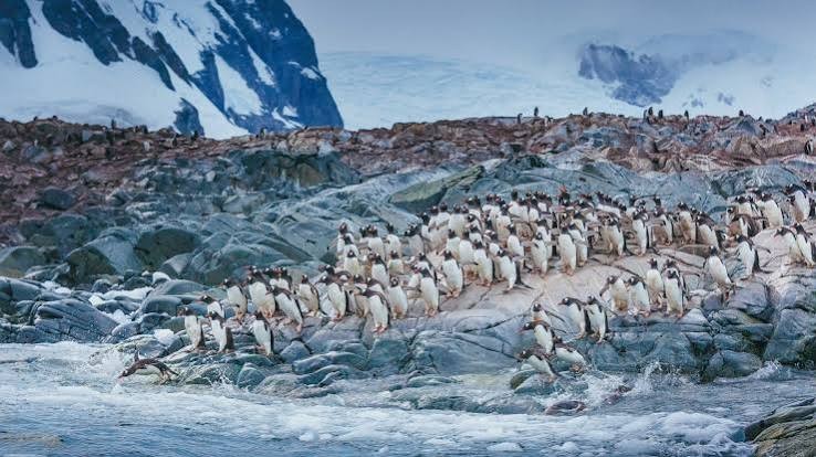 Antarctic Peninsula and South Shetland Islands