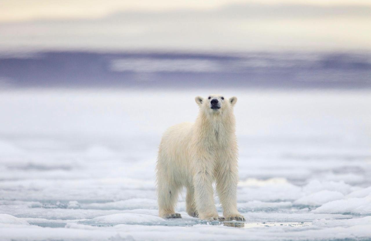 Svalbard wilderness