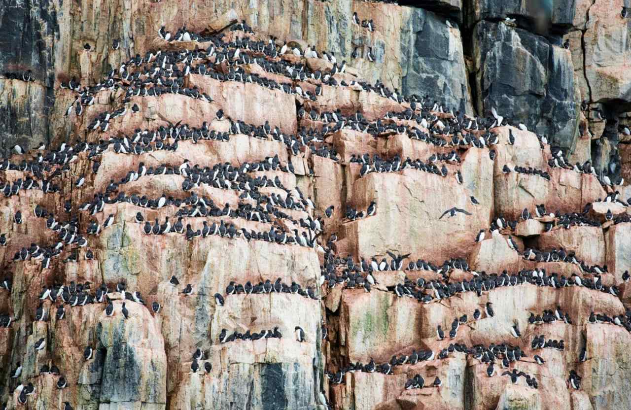 Svalbard wilderness