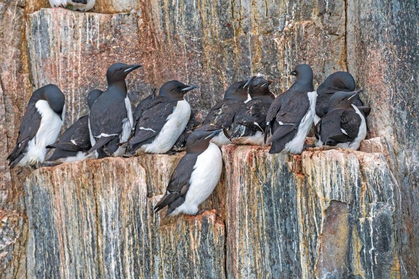 Svalbard Wilderness