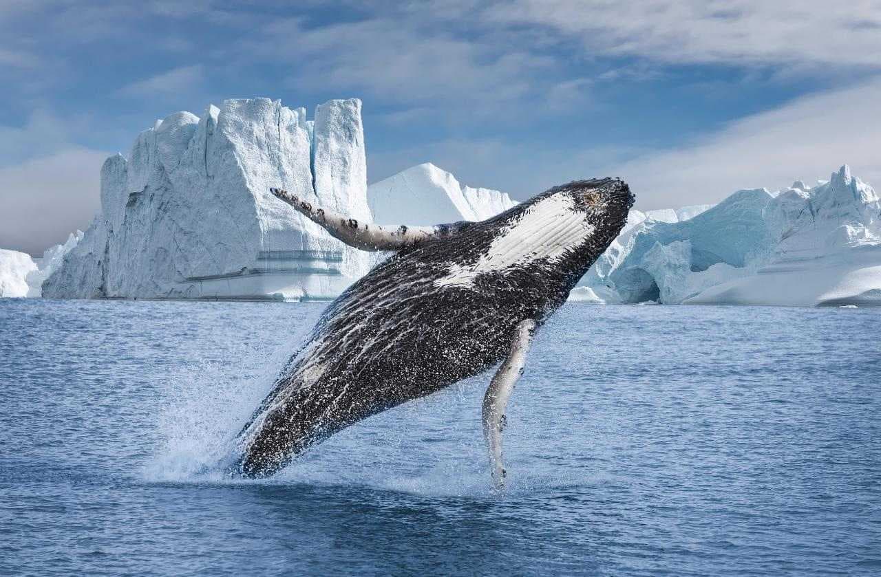 West Greenland