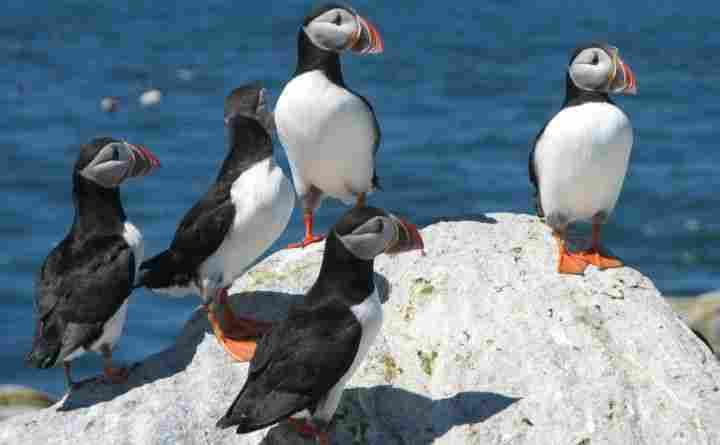 Bear Island: Spectacular Seabird habitat