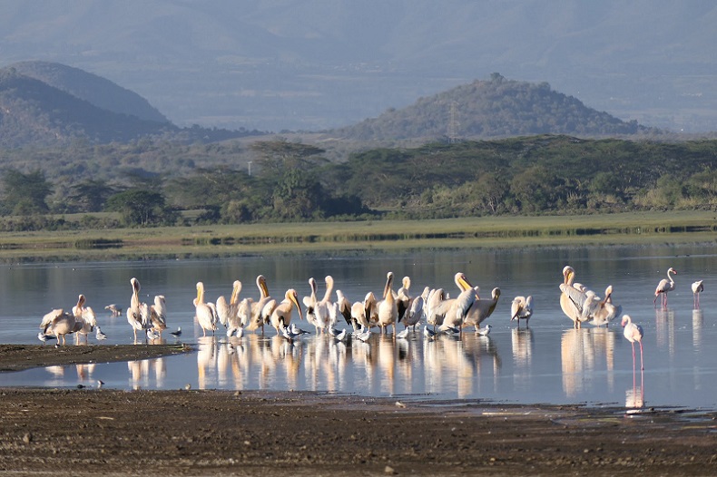 Aberdares – Lake Naivasha / Elementaita