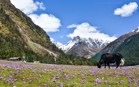 Yumthang Valley Excursion and Return to Gangtok