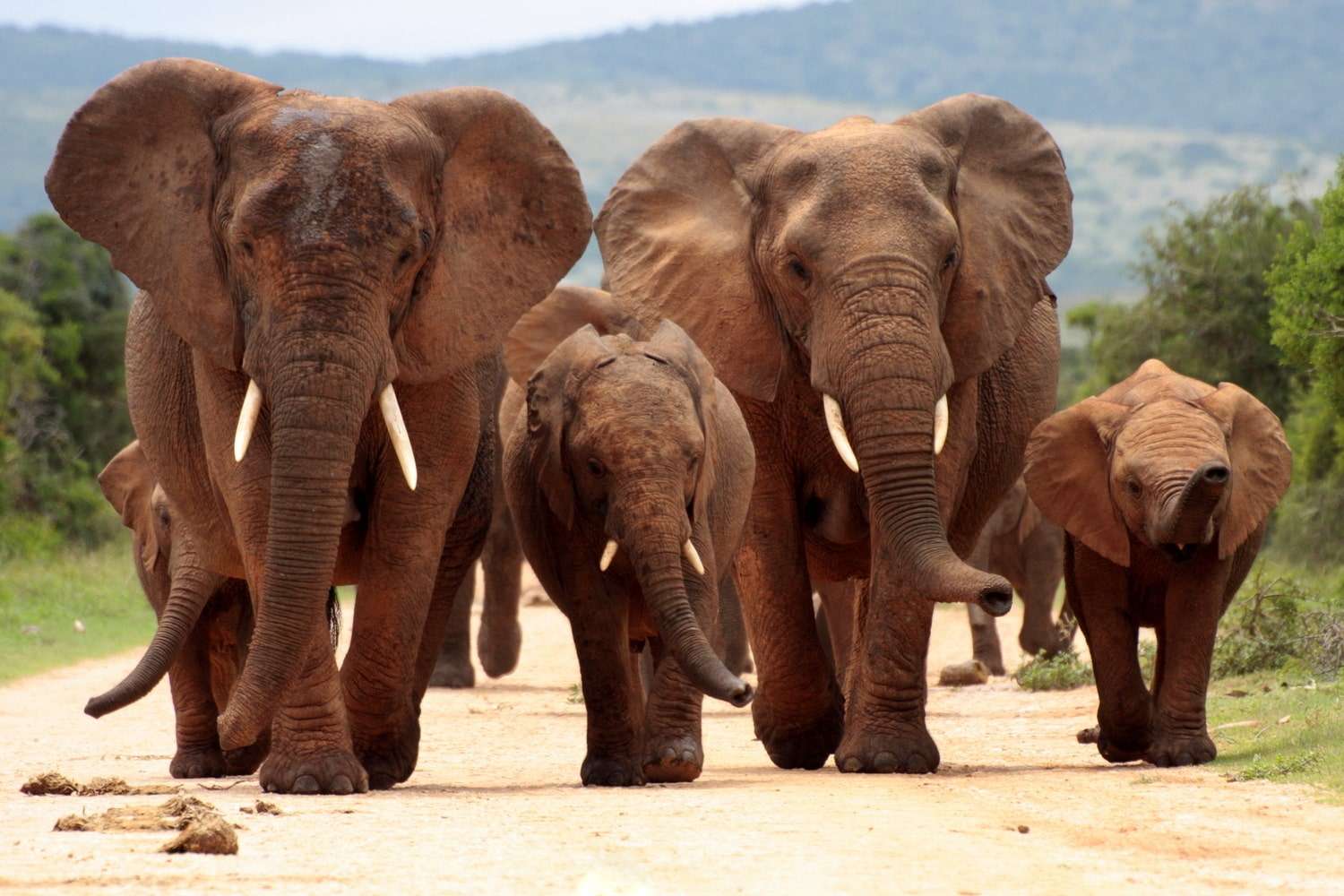 Addo Elephant Park Safari