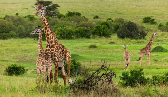 Lake Naivasha/Elementaita – Masai Mara Game Reserve 