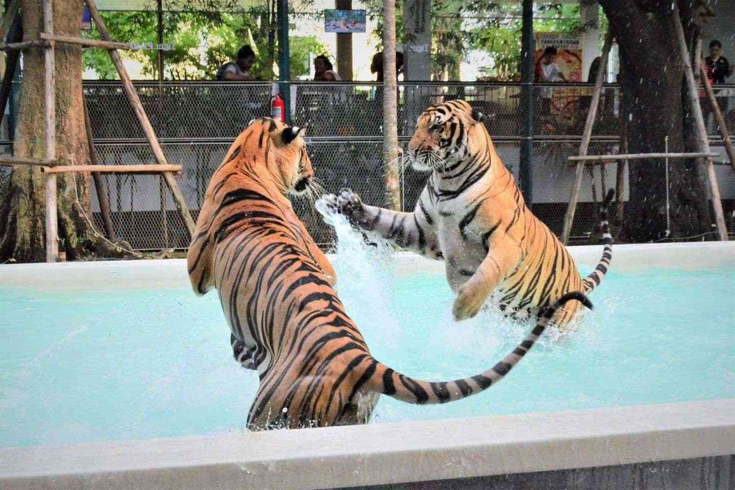 Tiger Park Encounter & Alcazar Cabaret Show