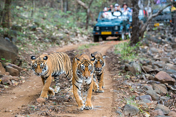 Go for a Morning Jungle Safari in Ranthambore; An Evening Stay at Hotel 