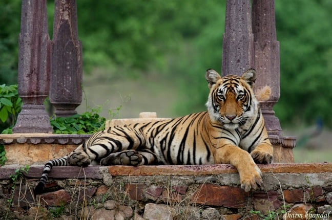 Jaipur to Ranthambore 