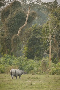 Yala National Park