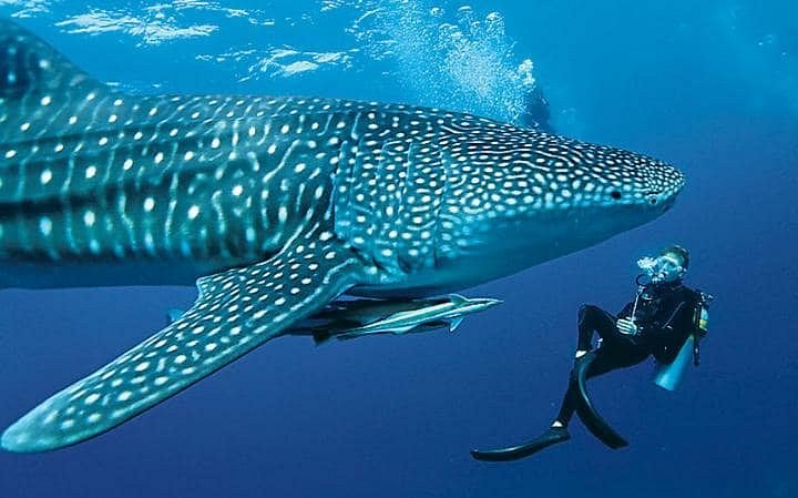 Oslob excursion- swim with the whale shark experience