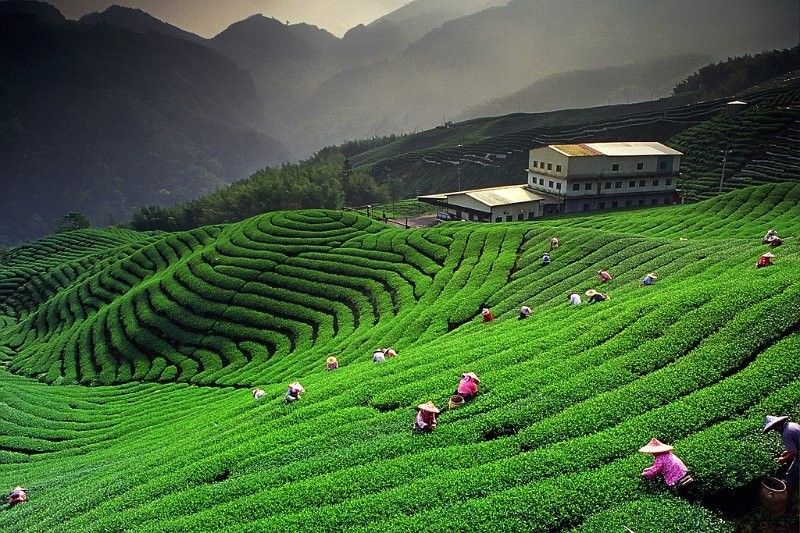 Darjeeling Full Day Sightseeing