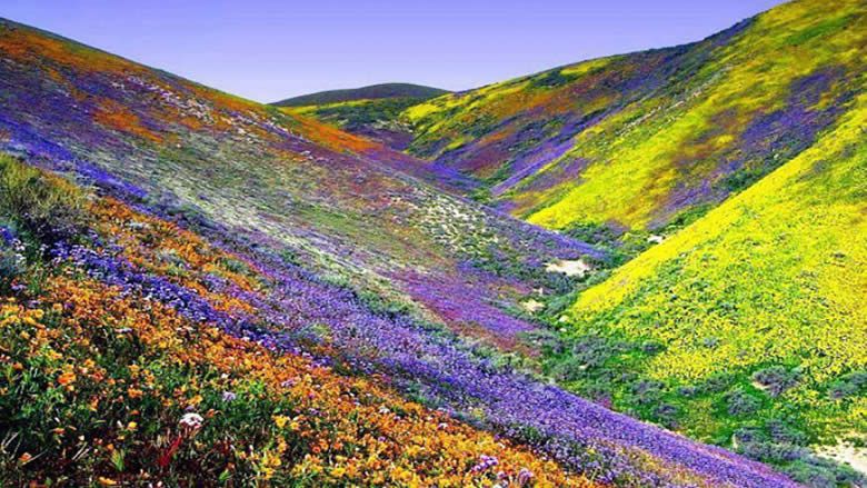 Excursion to Yumthang Valley