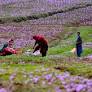 Pahalgam Excursion – Valleys & Sightseeing
